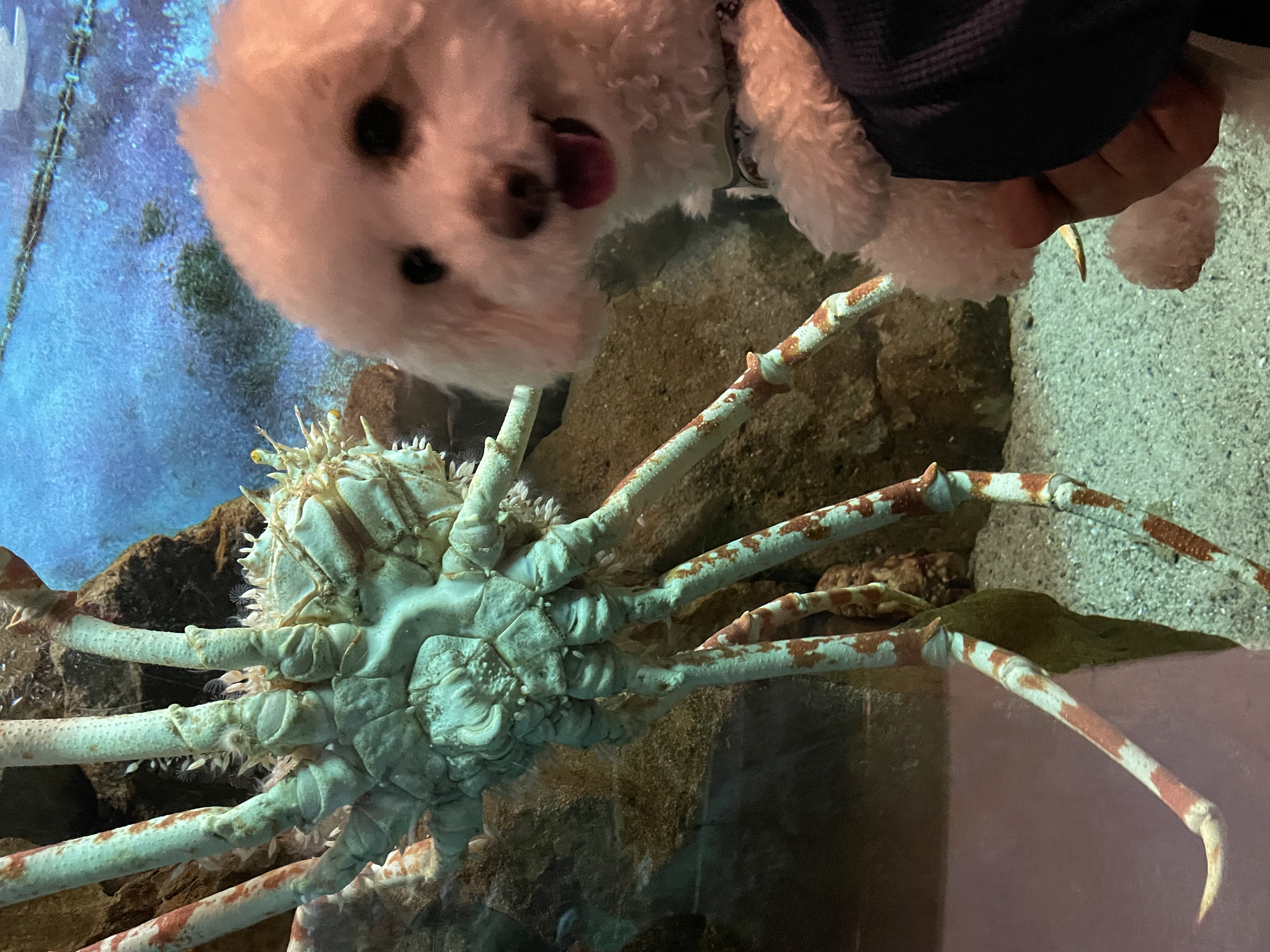 水族館の白いトイプードル